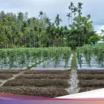Revolusi Hijau di Jaksel: 1.200 Galon Bekas Disulap Jadi Sawah, Lahan Sempit Teratasi!