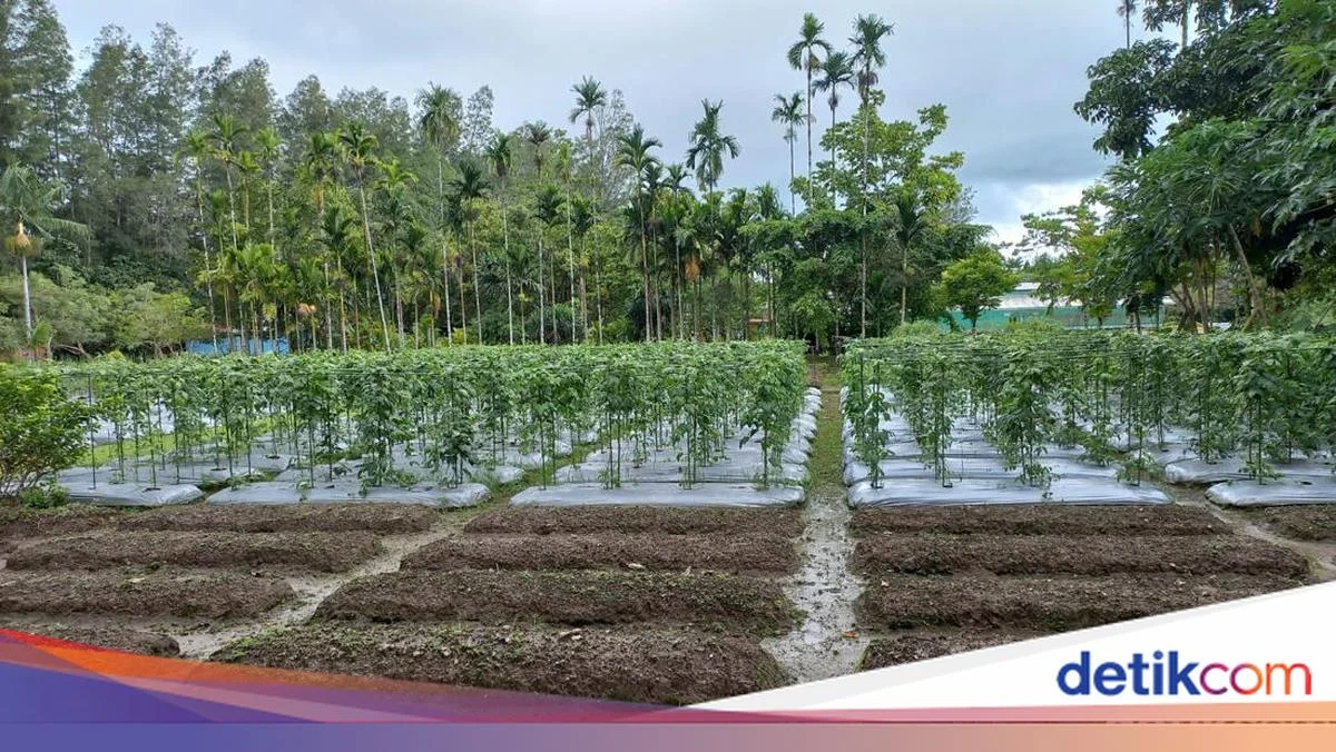 Revolusi Hijau di Jaksel: 1.200 Galon Bekas Disulap Jadi Sawah, Lahan Sempit Teratasi!