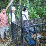 Detik-detik Membeku di Teluk Lanus: Jejak Harimau Sumatra Hangat, Tim Pemasang Patok Nyaris Jadi Santapan