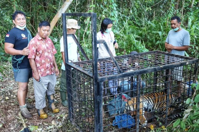 Detik-detik Membeku di Teluk Lanus: Jejak Harimau Sumatra Hangat, Tim Pemasang Patok Nyaris Jadi Santapan